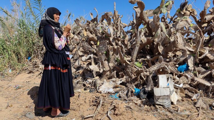 A Tunisian expert in agriculture policies, Faouzi Zayani, inspects a prickly pear plantation infested with cochineal insects, in Sfax, Tunisia  July 19, 2024. REUTERS/Jihed Abidellaoui