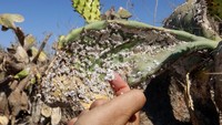 Serangga tersebut, yang oleh sebagian orang dikenal sebagai cochineal pir berduri, telah menghancurkan area perkebunan yang luas dan menimbulkan kekhawatiran mengenai dampak ekonominya sejak pertama kali ditemukan di negara tersebut pada tahun 2021, kata para petani dan pakar pertanian.