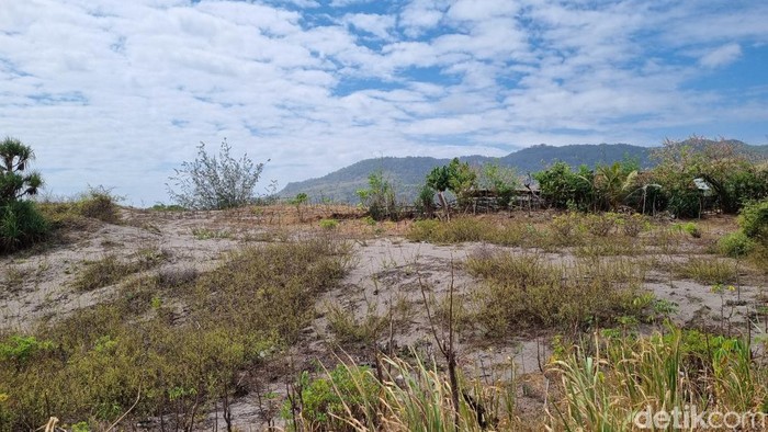 Tumbuhan di kawasan gumuk pasir Parangtritis, Kretek, Bantul, Rabu (24/7/2024).
