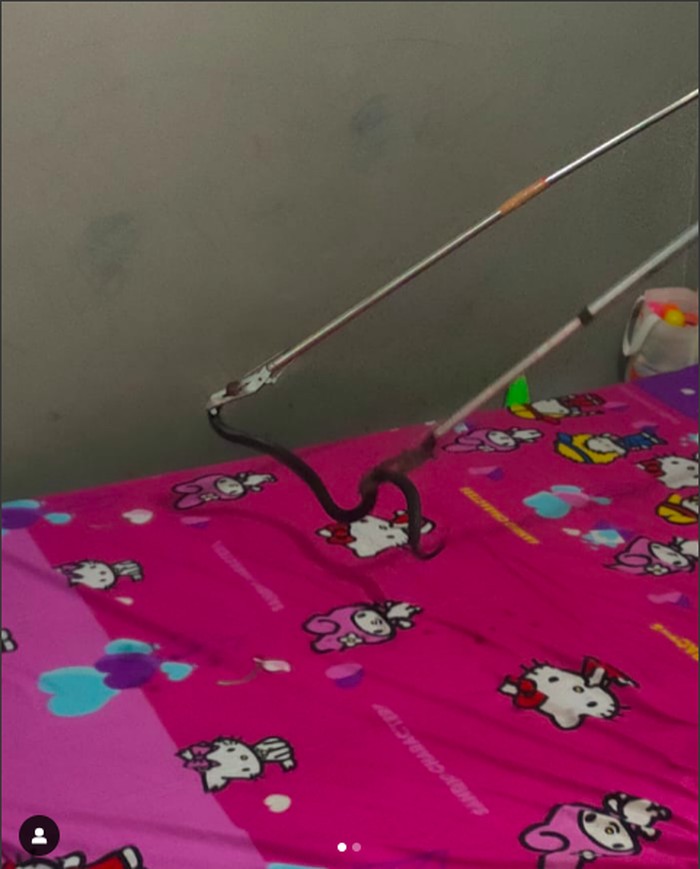 Ular kobra di kasur warga Ciracas Jaktim. (Dok Instagram @humasjakfire)