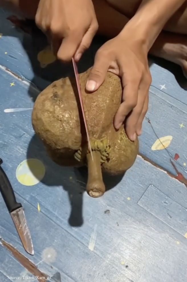 5 Fakta Durian Gundul Tanpa Duri yang Bikin Heboh