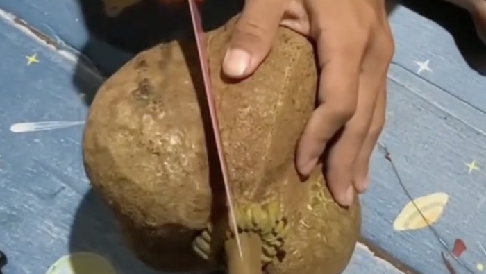 5 Fakta Durian Gundul Tanpa Duri yang Bikin Heboh