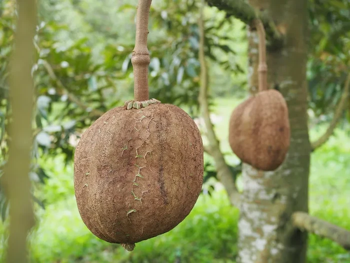 5 Fakta Durian Gundul Tanpa Duri yang Bikin Heboh
