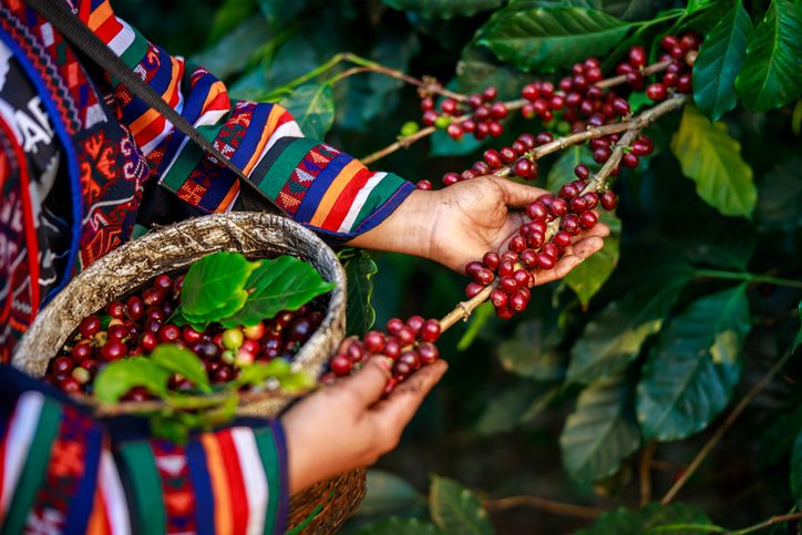 Cegah Krisis, Peneliti Kembangkan Kopi yang Tahan Perubahan Iklim