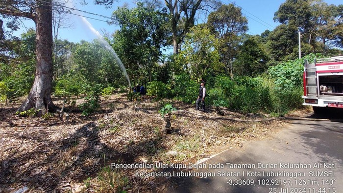 Kegiatan penyemprotan hama ulat tadu di kebun pohon durian Lubuklinggau