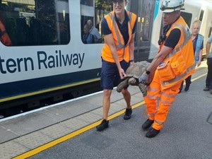 Kereta di London Sempat Tertahan Oleh... Kura-kura