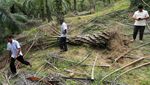 Kondisi Kebun Sawit yang Dirusak Gajah Liar di Aceh