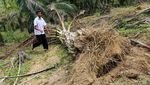 Kondisi Kebun Sawit yang Dirusak Gajah Liar di Aceh