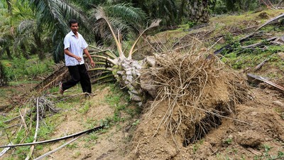 Kondisi Kebun Sawit yang Dirusak Gajah Liar di Aceh