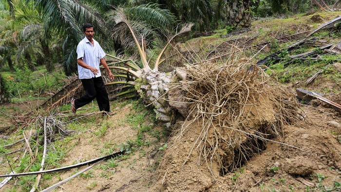 Kawanan gajah liar telah merusak kebun sawit di Desa Canggai, Aceh Barat, Aceh. Begini kondisi kebun sawit usai dirusak gajah liar.