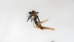 Melihat dari Dekat Nyamuk Penyebab Demam Berdarah