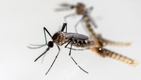 Nyamuk aedes aegypti dapat terbang sejauh 400 meter. Tak heran jika penyebaran virus dengue dapat terjadi hingga jarak yang jauh dari tempat nyamuk bersarang.  