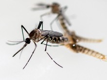 Ke Mana Nyamuk Aedes Aegypti Saat Siang Hari?