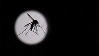 Penyebaran virus oleh nyamuk Aedes aegypti umumnya lebih mudah terjadi di negara beriklim tropis, seperti Indonesia. Terutama saat memasuki musim hujan.  