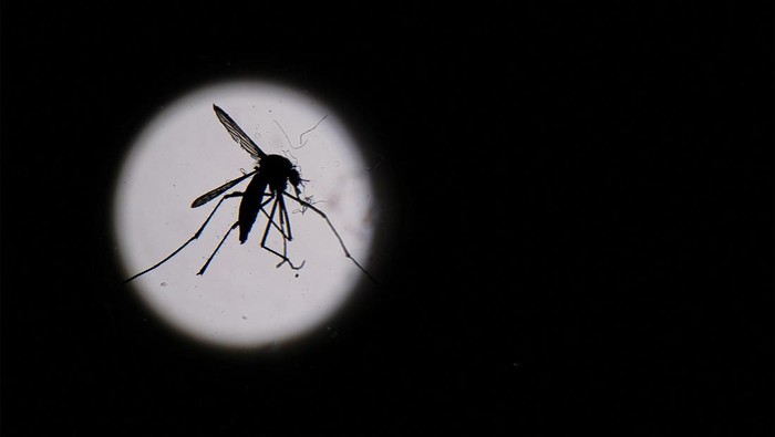 Aedes aegypti mosquito larvae are examined at the entomology department of the Health Ministry, in Guatemala City, Guatemala, July 22, 2024. REUTERS/Josue Decavele