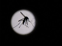 Kemenkes Keluarkan 2 Surat Edaran Peningkatan DBD dan KLB Leptospirosis