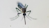 Aedes aegypti adalah jenis nyamuk yang membawa virus dengue penyebab penyakit demam berdarah.