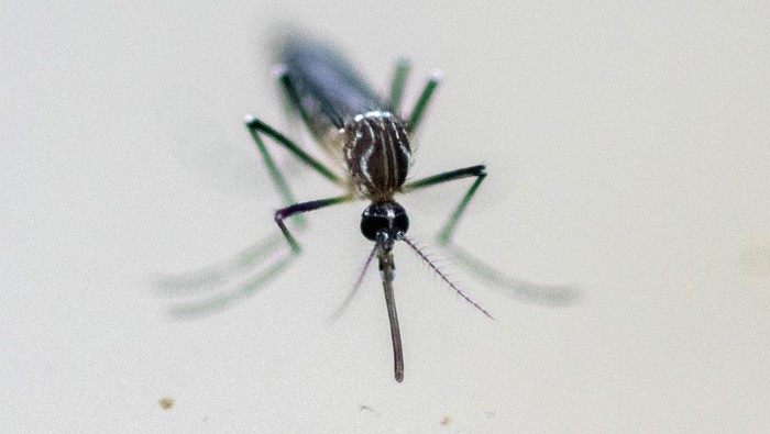 Aedes aegypti mosquito larvae are examined at the entomology department of the Health Ministry, in Guatemala City, Guatemala, July 22, 2024. REUTERS/Josue Decavele