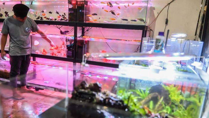 Pekerja membersihkan akuarium di Pasar Ikan Hias Sumenep, Menteng, Jakarta, Kamis (25/7/2024). Menurut para pedagang, pasar ikan hias yang ramai saat pandemi COVID-19 itu kini mulai sepi pembeli karena masyarakat diduga beralih ke hobi yang tidak terikat dengan pembatasan sosial. ANTARA FOTO/Rivan Awal Lingga/Spt.