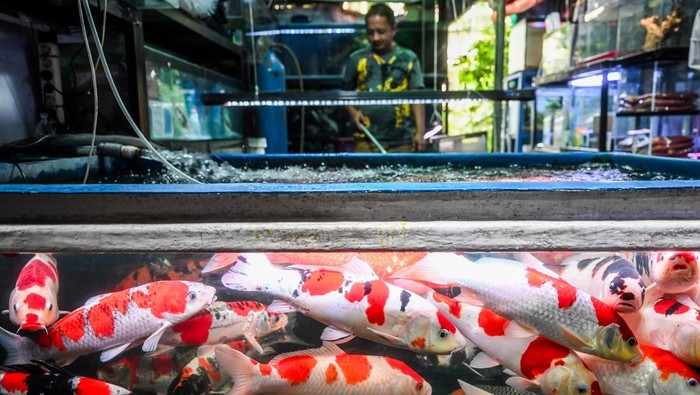 Pekerja membersihkan akuarium di Pasar Ikan Hias Sumenep, Menteng, Jakarta, Kamis (25/7/2024). Menurut para pedagang, pasar ikan hias yang ramai saat pandemi COVID-19 itu kini mulai sepi pembeli karena masyarakat diduga beralih ke hobi yang tidak terikat dengan pembatasan sosial. ANTARA FOTO/Rivan Awal Lingga/Spt.