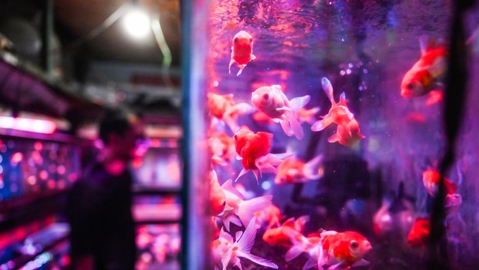 Pekerja membersihkan akuarium di Pasar Ikan Hias Sumenep, Menteng, Jakarta, Kamis (25/7/2024). Menurut para pedagang, pasar ikan hias yang ramai saat pandemi COVID-19 itu kini mulai sepi pembeli karena masyarakat diduga beralih ke hobi yang tidak terikat dengan pembatasan sosial. ANTARA FOTO/Rivan Awal Lingga/Spt.