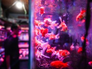 Akuarium Keruh? Begini Cara Membersihkannya Tanpa Bikin Ikan Stres