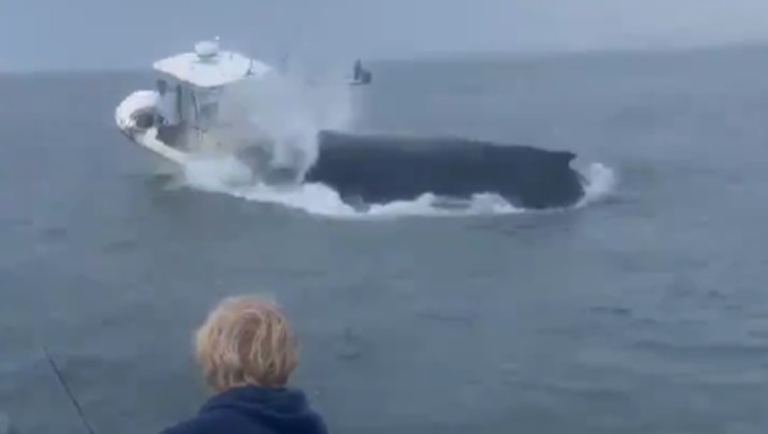 Paus bungkuk loncat ke atas air, hantam perahu.