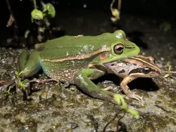 Katak Betina Benci Jantan yang Suaranya Fals, Bakal Dilahap Habis