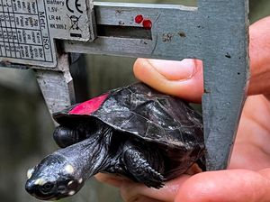Lahirnya Penyu Hitam yang Nyaris Punah di Kamboja