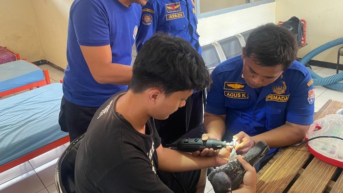 Petugas damkar mengevakuasi cincin yang terpasang pada kaki burung merpati hingga menyebabkan bengkak di kantor Damkar Kabupaten Cilacap, Kamis (25/7/2024).