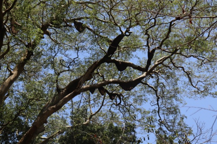 Sarang lebah raksasa Apis dorsata binghami di kawasan hutan Taman Nasional Tambora.