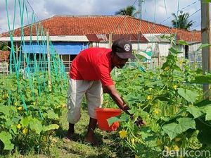Senyum Tahmo Panen Mentimun dari Lahan Kering di Pangandaran