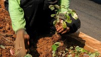 Petugas mengganti jenis pohon yang layu dan mati di jalur tersebut dengan tanaman baru seperti pohon gandarusa merah, gandarusa putih, melati jepang, pucuk merah dan lain sebagainya.  