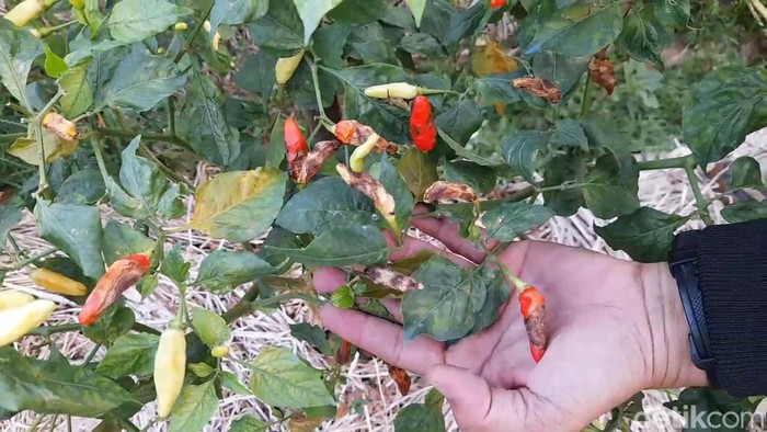 Cabai busuk membuat petani di Desa Kutawuluh, Kecamatan Purwanegara, Banjarnegara gagal panen, Jumat (16/7/2024).