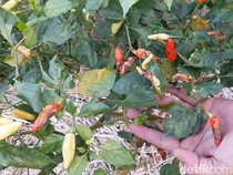 Apes! Harga Cabai Tinggi, Petani Banjarnegara Malah Gagal Panen gegara Patek