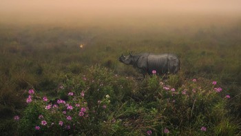 Nominasi kategori Nature & Landscape: Karya Himadri Bhuyan (India) Foto: Siena Awards