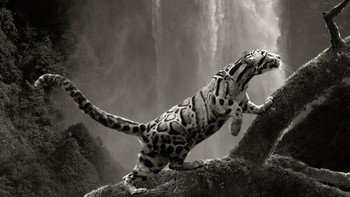 Nominasi kategori Animals/Pets: Karya Cheraine Collette (Belanda) Foto: Siena Awards