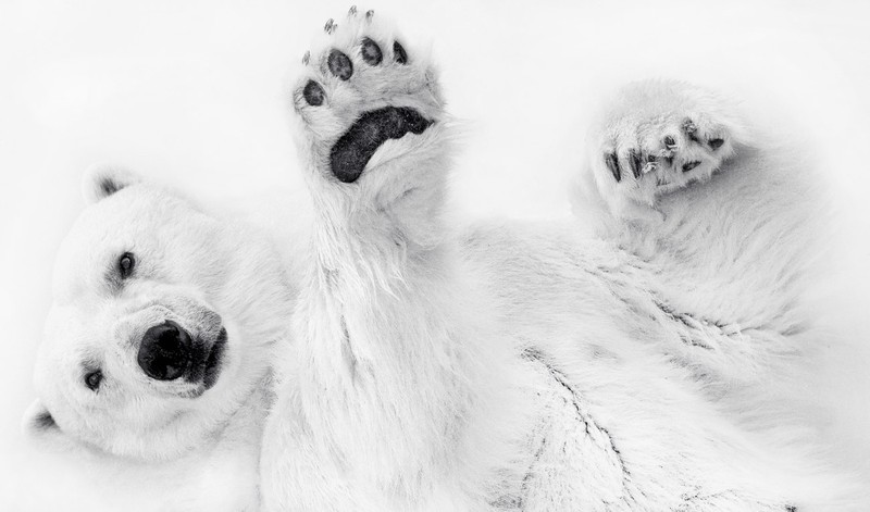 Creative Photo Awards Nominations