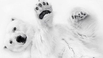 Nominasi kategori Animals/Pets: Karya Eberhard Ehmke (Jerman) Foto: Siena Awards