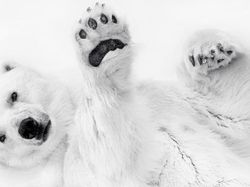 Karya Nominator Siena Creative Photo Awards, Ada dari Indonesia