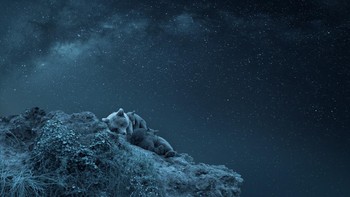 Nominasi kategori Animals/Pets: Karya Lurdes Santander (Spanyol) Foto: Siena Awards