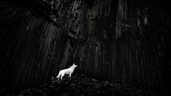 Nominasi kategori Animals/Pets: Karya Denisa Zbranková Albaniová (Ceko) Foto: Siena Awards