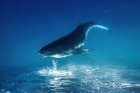 Creative Photo Awards Nominations