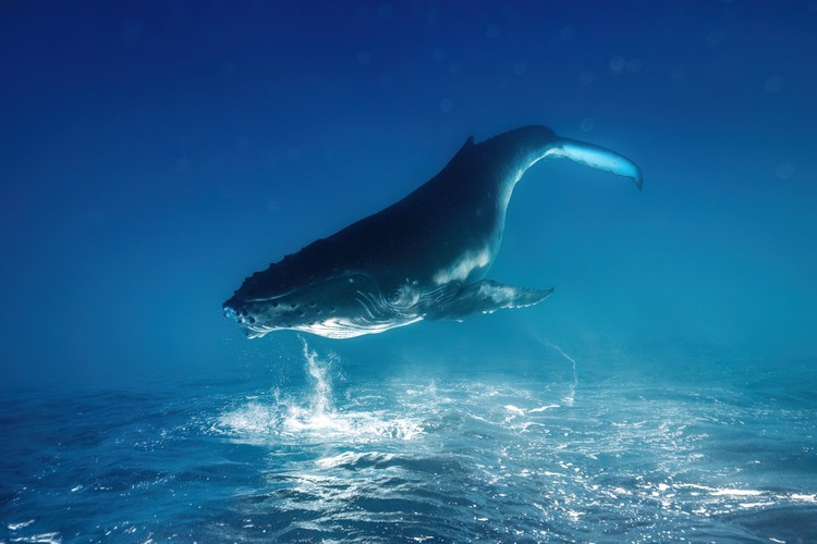Creative Photo Awards Nominations