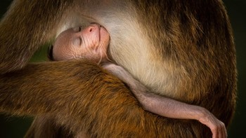 Nominasi kategori Animals/Pets: Karya Hikkaduwa Liyanage Prasantha Vinod (Sri Lanka) Foto: Siena Awards