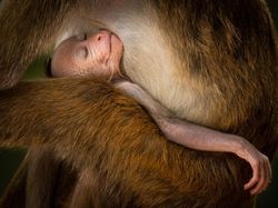 Karya Nominator Siena Creative Photo Awards, Ada dari Indonesia