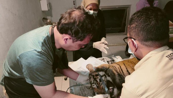 Harimau Sumatera ditemukan mati terjerat di Agam, Sumatera Barat.