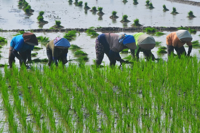 Sejumlah buruh tani menanam bibit padi di persawahan Desa Klaling, Jekulo, Kudus, Jawa Tengah, Jumat (26/7/2024). Meskipun musim kemarau para petani di wilayah itu masih dapat menanam padi pada masa tanam ketiga atau tiga kali panen dalam setahun dengan memanfaatkan pengairan irigasi dari bendungan Logung yang telah selesai dibangun oleh kementerian PUPR pada 2018. ANTARA FOTO/Yusuf Nugroho/tom.