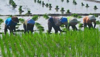 Meskipun musim kemarau para petani di wilayah itu masih dapat menanam padi pada masa tanam ketiga atau tiga kali panen dalam setahun dengan memanfaatkan pengairan irigasi dari bendungan Logung.