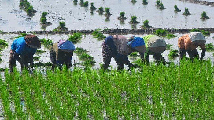 Intip Buruh Tani Tandur Padi di Kudus Meski Musim Kemarau Sejumlah buruh tani menanam bibit padi di persawahan Desa Klaling, Jekulo, Kudus, Jawa Tengah, Jumat (26/7/2024). Meskipun musim kemarau para petani di wilayah itu masih dapat menanam padi pada masa tanam ketiga atau tiga kali panen dalam setahun dengan memanfaatkan pengairan irigasi dari bendungan Logung yang telah selesai dibangun oleh kementerian PUPR pada 2018. ANTARA FOTO/Yusuf Nugroho/tom.